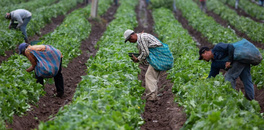 AME1570. MICHOACÁN (MÉXICO), 08/06/2019.- Trabajadores agrícolas recogen la cosecha ayer viernes, 7 de junio de 2019, en el estado de Michoacán (México). La imposición del 5 % de aranceles desde este 10 de junio a todos los productos mexicanos por parte de Estados Unidos habría puesto en jaque a la economía de México y, especialmente, a dos sectores, el automotriz y el agrícola. Sin embargo, ambos Gobiernos alcanzaron este viernes un acuerdo para frenar los flujos migratorios que ha evitado que el presidente estadounidense, Donald Trump, materialice su amenaza. EFE/ Luis Enrique Granados Cacari