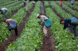 AME1570. MICHOACÁN (MÉXICO), 08/06/2019.- Trabajadores agrícolas recogen la cosecha ayer viernes, 7 de junio de 2019, en el estado de Michoacán (México). La imposición del 5 % de aranceles desde este 10 de junio a todos los productos mexicanos por parte de Estados Unidos habría puesto en jaque a la economía de México y, especialmente, a dos sectores, el automotriz y el agrícola. Sin embargo, ambos Gobiernos alcanzaron este viernes un acuerdo para frenar los flujos migratorios que ha evitado que el presidente estadounidense, Donald Trump, materialice su amenaza. EFE/ Luis Enrique Granados Cacari