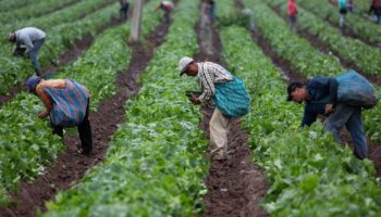 AME1570. MICHOACÁN (MÉXICO), 08/06/2019.- Trabajadores agrícolas recogen la cosecha ayer viernes, 7 de junio de 2019, en el estado de Michoacán (México). La imposición del 5 % de aranceles desde este 10 de junio a todos los productos mexicanos por parte de Estados Unidos habría puesto en jaque a la economía de México y, especialmente, a dos sectores, el automotriz y el agrícola. Sin embargo, ambos Gobiernos alcanzaron este viernes un acuerdo para frenar los flujos migratorios que ha evitado que el presidente estadounidense, Donald Trump, materialice su amenaza. EFE/ Luis Enrique Granados Cacari