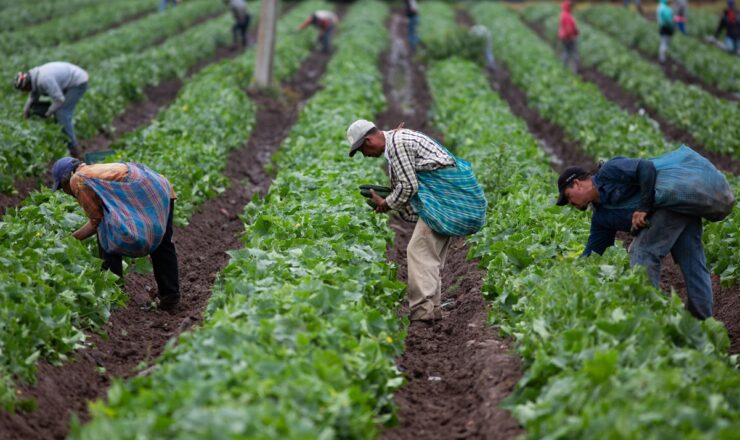 AME1570. MICHOACÁN (MÉXICO), 08/06/2019.- Trabajadores agrícolas recogen la cosecha ayer viernes, 7 de junio de 2019, en el estado de Michoacán (México). La imposición del 5 % de aranceles desde este 10 de junio a todos los productos mexicanos por parte de Estados Unidos habría puesto en jaque a la economía de México y, especialmente, a dos sectores, el automotriz y el agrícola. Sin embargo, ambos Gobiernos alcanzaron este viernes un acuerdo para frenar los flujos migratorios que ha evitado que el presidente estadounidense, Donald Trump, materialice su amenaza. EFE/ Luis Enrique Granados Cacari